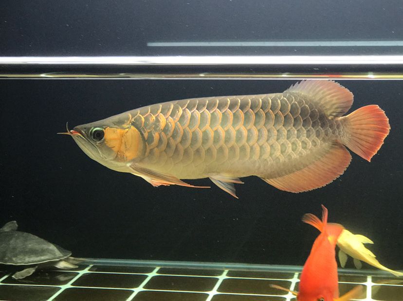肥龍巡缸龍魚圈（肥龍巡缸龍魚圈定期組織線下活動，新年第一拍,廣東省東莞市）