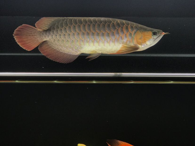 肥龍巡缸龍魚圈（肥龍巡缸龍魚圈定期組織線下活動，新年第一拍,廣東省東莞市）