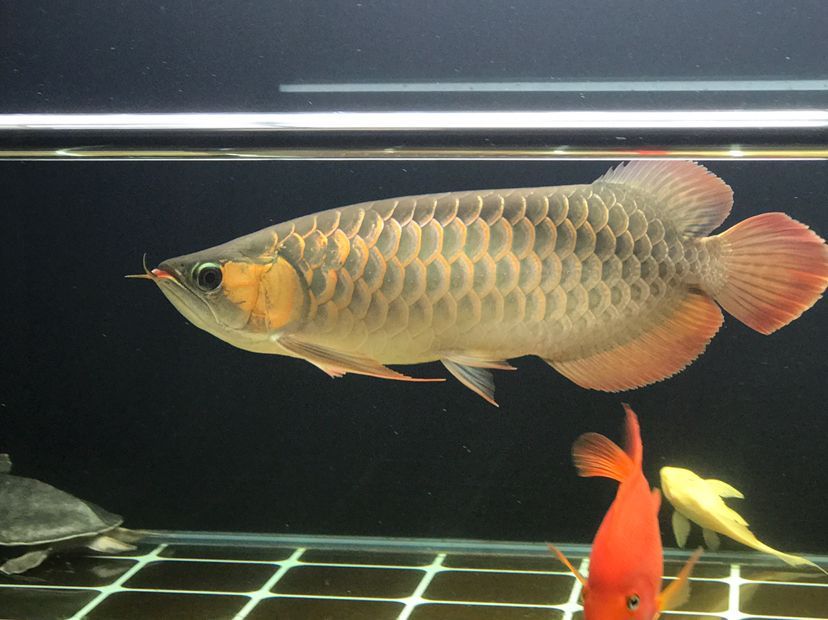 肥龍巡缸龍魚圈（肥龍巡缸龍魚圈定期組織線下活動，新年第一拍,廣東省東莞市）
