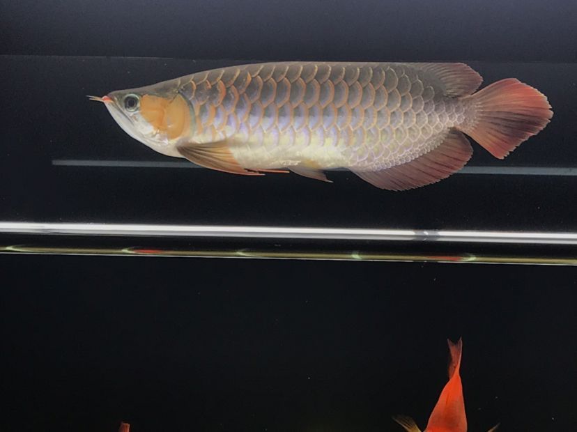 肥龍巡缸龍魚圈（肥龍巡缸龍魚圈定期組織線下活動，新年第一拍,廣東省東莞市）