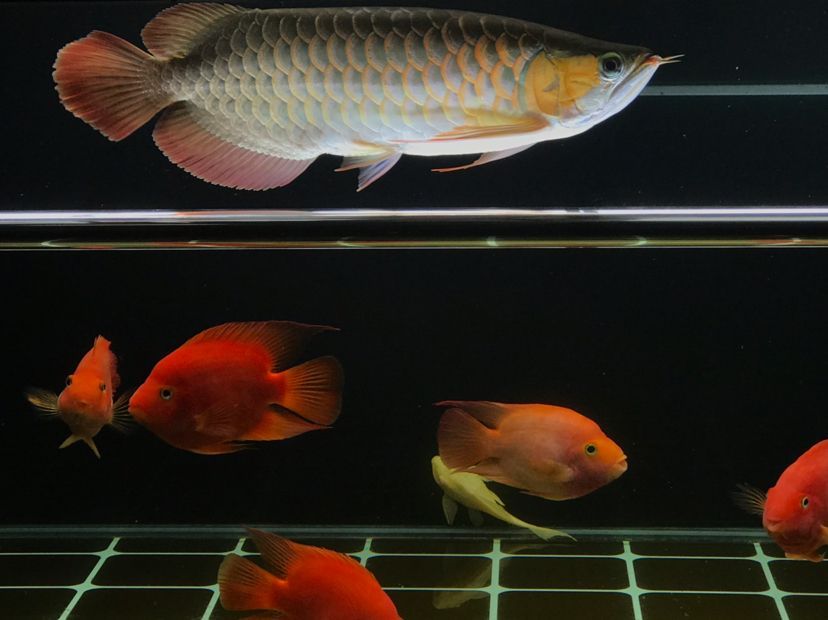 肥龍巡缸龍魚圈（肥龍巡缸龍魚圈定期組織線下活動，新年第一拍,廣東省東莞市）