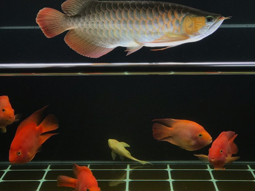 肥龍巡缸龍魚圈（肥龍巡缸龍魚圈定期組織線下活動，新年第一拍,廣東省東莞市）