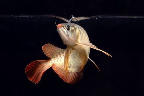 給我一些野生龍魚的圖片（野生龍魚的生態(tài)與保護(hù)）