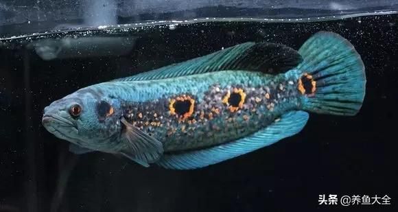 七彩雷龍魚發色:血斑一型雷龍如何發色