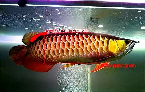 寶石金龍魚有哪些特點(diǎn)？（寶石金龍魚品種全解析:如何挑選不踩坑兜兜爸的育兒手記）