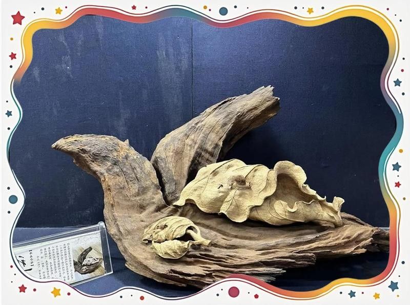 龍魚木雕的保養方法（如何正確保養龍魚木雕）