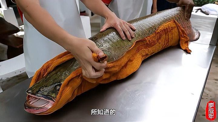 巨骨舌魚(yú)和金龍魚(yú)哪個(gè)更值錢(qián)（巨骨舌魚(yú)和金龍魚(yú)哪個(gè)更值錢(qián)巨骨舌魚(yú)和金龍魚(yú)哪個(gè)更值錢(qián)）