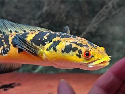 黑摩神雷龍魚有哪些顏色變化