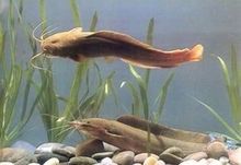 家養六角恐龍魚吃什么飼料好呢(六角龍魚吃啥飼料)（家養六角恐龍魚吃什么飼料好）