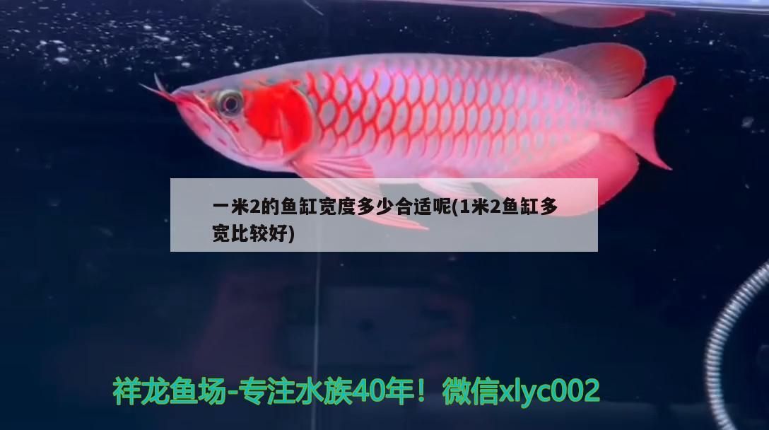 一米2的魚缸寬度多少合適呢(1米2魚缸多寬比較好)（一米2的魚缸寬度多少合適）