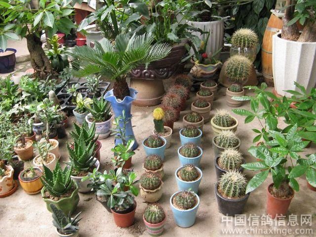 芳村花地大道的花鳥市場（廣州芳村花地大道的花卉博覽園探秘芳村花卉博覽園探秘）