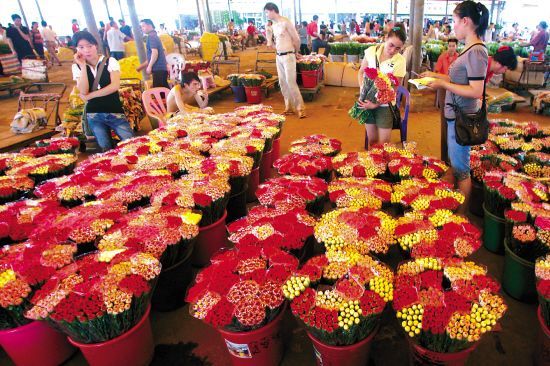芳村花地大道的花鳥市場（廣州芳村花地大道的花卉博覽園探秘芳村花卉博覽園探秘）