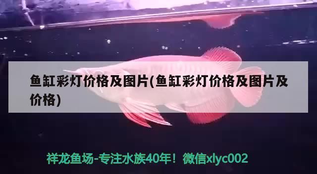 魚缸彩燈價(jià)格及圖片(魚缸彩燈價(jià)格及圖片及價(jià)格)