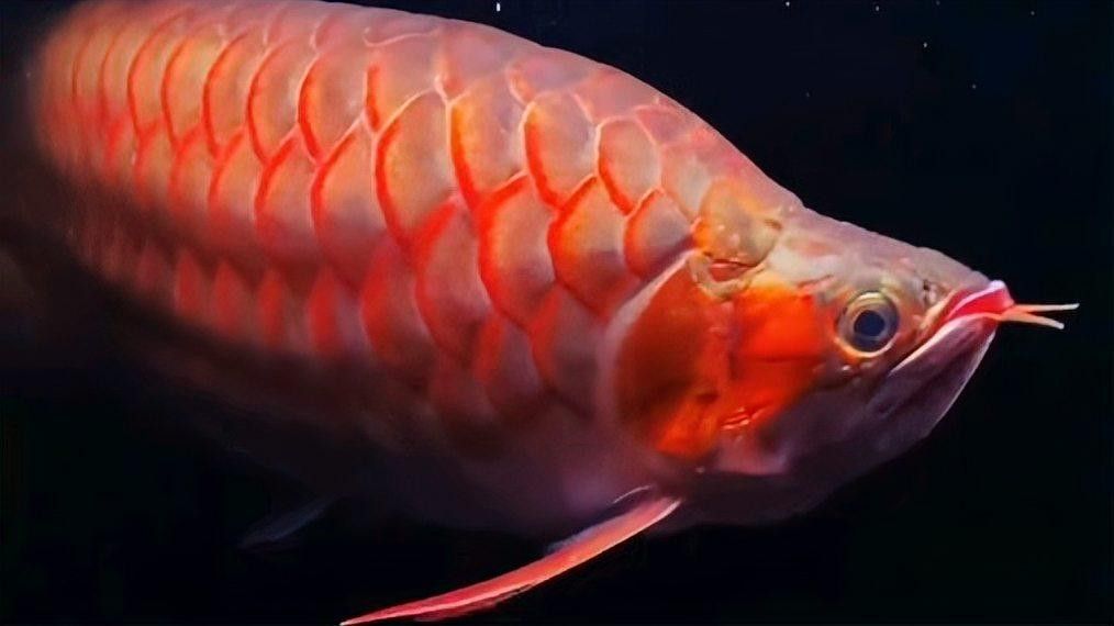 如何給紅龍魚喂食昆蟲（如何給紅龍魚喂食昆蟲的指南）