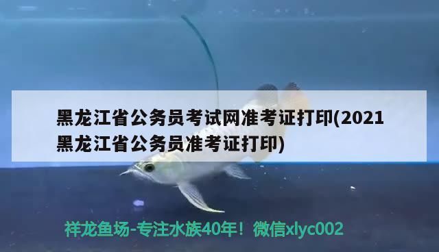 黑龍江省公務(wù)員考試網(wǎng)準考證打印(2021黑龍江省公務(wù)員準考證打印)