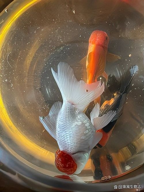 龍魚翻肚后多久會死亡？（龍魚翻肚后多久會死亡）