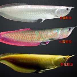 粉色金龍魚的價格是多少？（金龍魚價格多少錢一個金龍魚多少錢一個金龍魚多少錢一個）