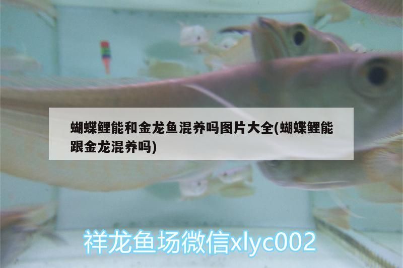 蝴蝶鯉能和金龍魚混養嗎圖片大全(蝴蝶鯉能跟金龍混養嗎)
