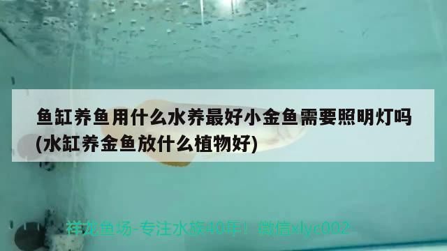 魚缸養魚用什么水養最好小金魚需要照明燈嗎(水缸養金魚放什么植物好)