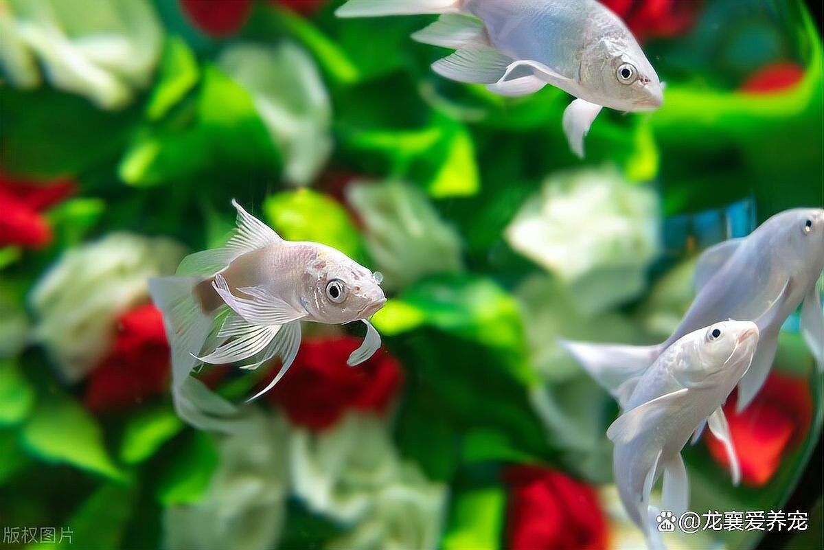 龍魚缸濾材多久消毒一次（魚缸濾材多久換一次）