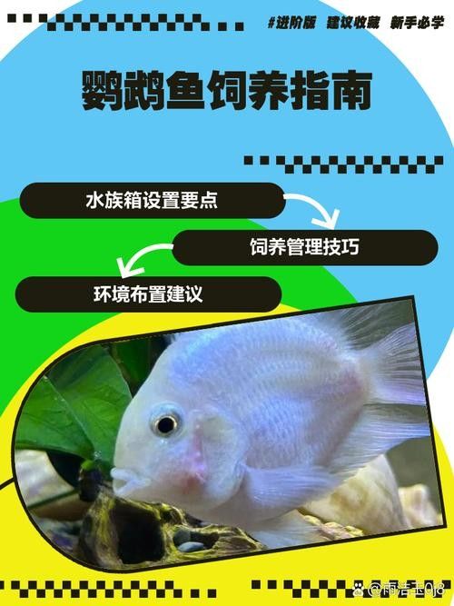 龍魚缸里能養鸚鵡魚嗎（鸚鵡魚和龍魚可以混養嗎）