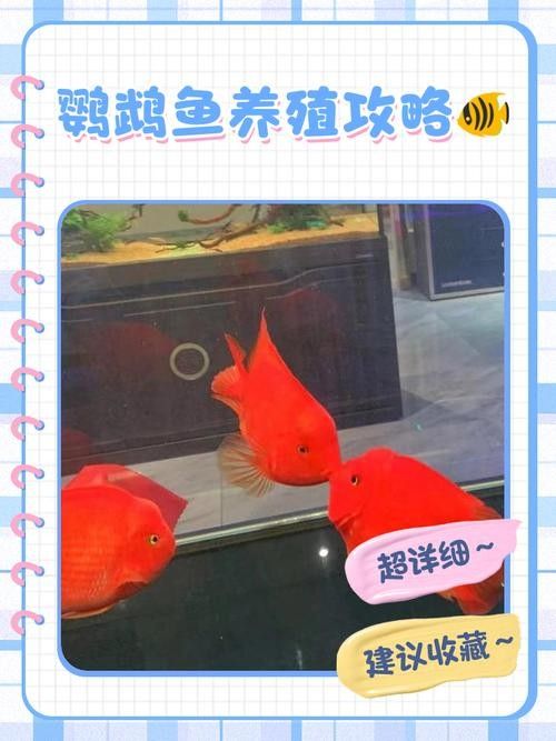 龍魚缸里能養鸚鵡魚嗎（鸚鵡魚和龍魚可以混養嗎）