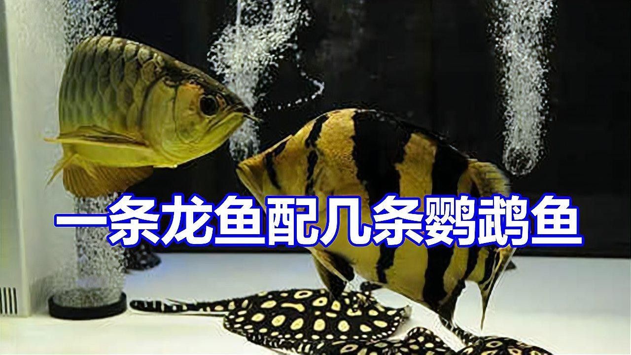 龍魚缸里能養鸚鵡魚嗎（鸚鵡魚和龍魚可以混養嗎）