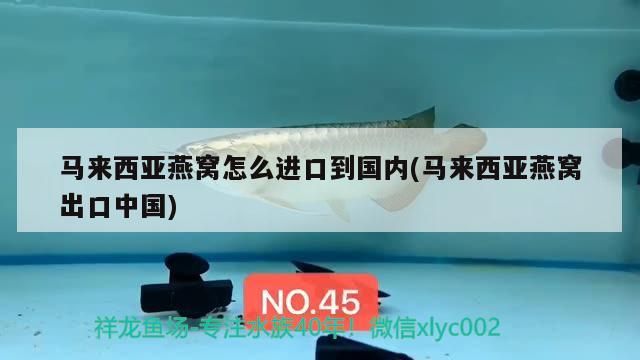 什么魚缸燈紅魚不紅水也不綠(魚缸燈紅魚不紅水的燈有哪些)