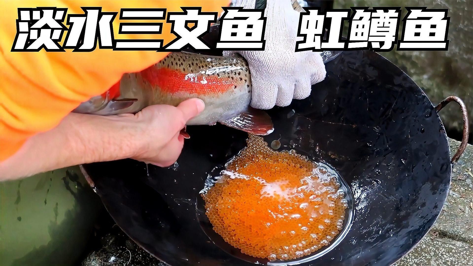 2025年龍魚市場有哪些新品種（025年龍魚市場預計將出現一系列新品種）