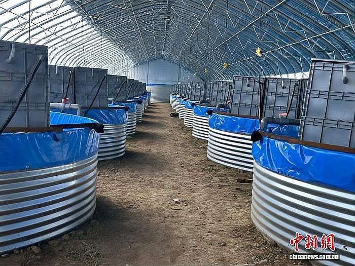 2025年龍魚市場有哪些新品種（025年龍魚市場預計將出現一系列新品種）