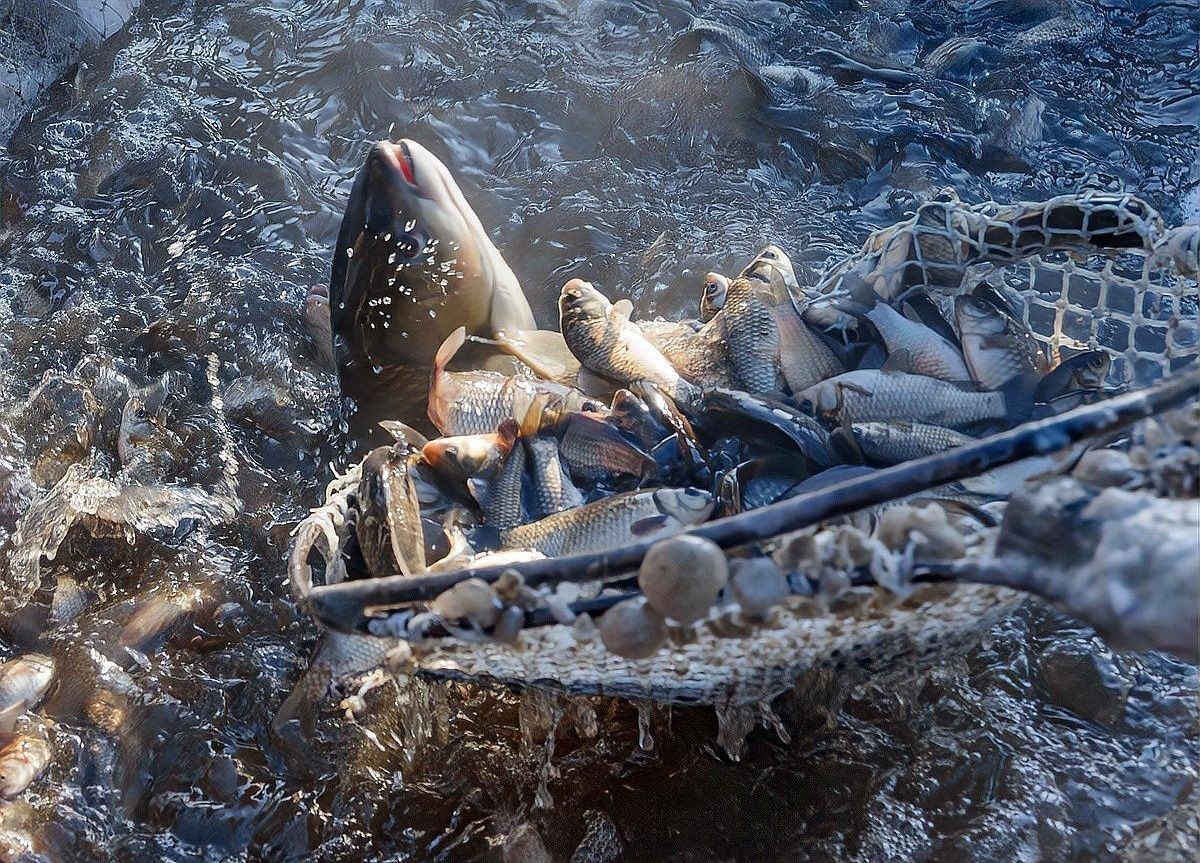 如何預(yù)防龍魚再次翻肚？（如何預(yù)防龍魚翻肚） 如何預(yù)防龍魚再次翻肚？（如何預(yù)防龍魚翻肚） 龍魚百科 第5張