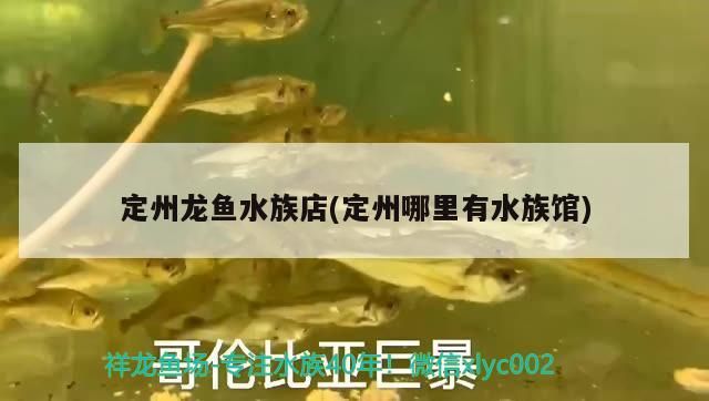 定州龍魚水族店(定州哪里有水族館)