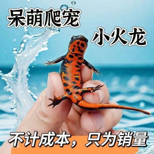 給我一些火龍魚公母對比的圖片