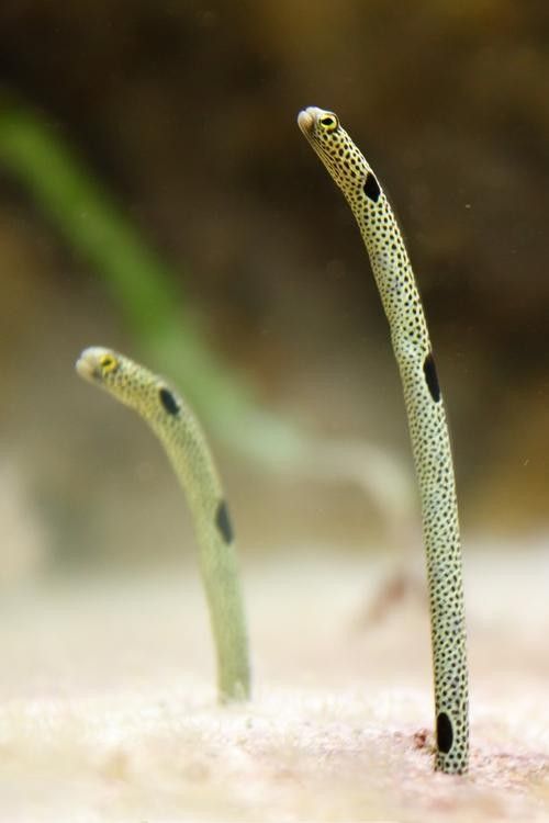 給我一些火龍魚公母對比的圖片