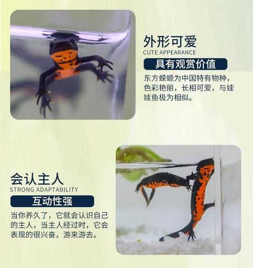 給我一些火龍魚公母對比的圖片