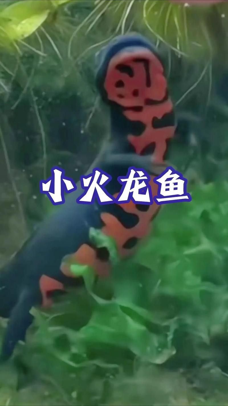 給我一些火龍魚公母對比的圖片