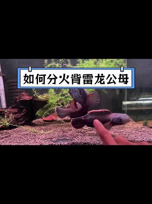給我一些火龍魚公母對比的圖片