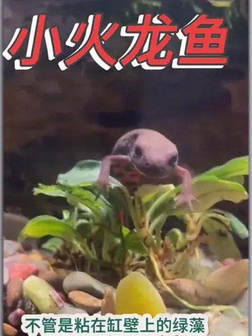 給我一些火龍魚公母對比的圖片