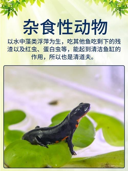 給我一些火龍魚公母對比的圖片