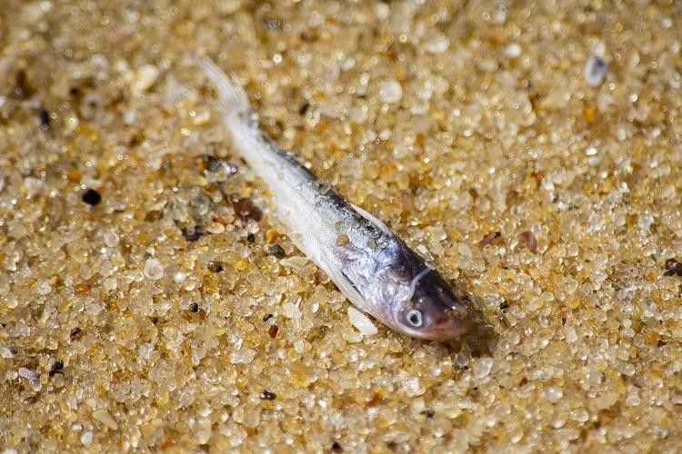 給我一些火龍魚公母對比的圖片