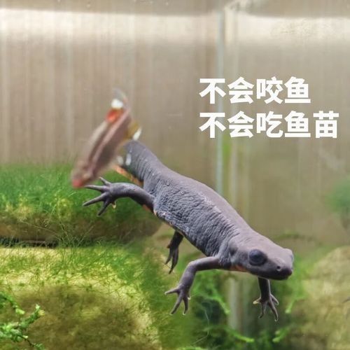 給我一些火龍魚公母對比的圖片