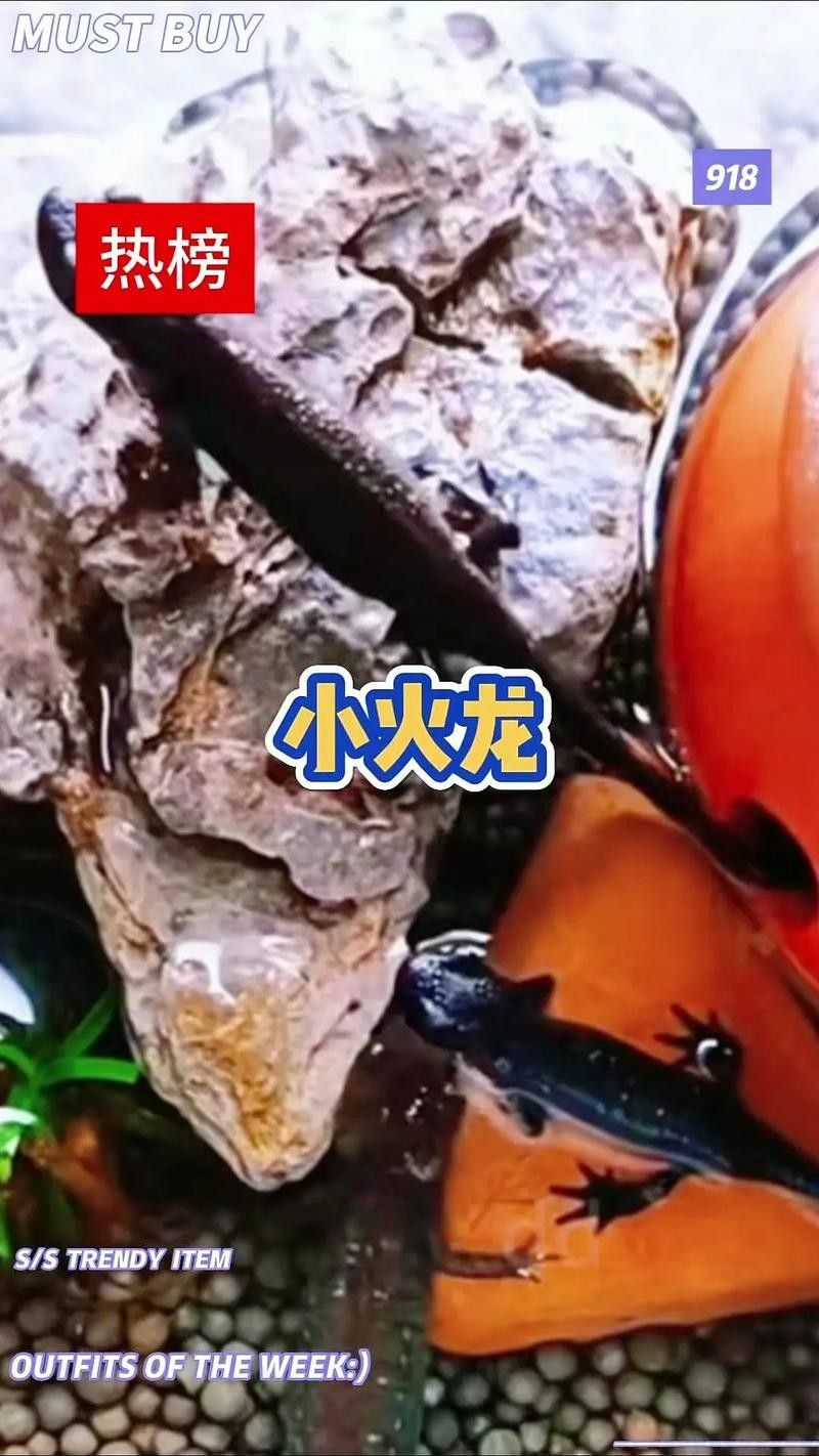 給我一些火龍魚公母對比的圖片