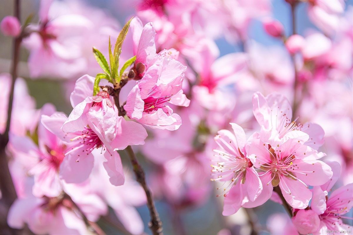 哪些風(fēng)水?dāng)[件可以招桃花（中國傳統(tǒng)風(fēng)水?dāng)[件招來桃花運(yùn)，招來桃花運(yùn)）