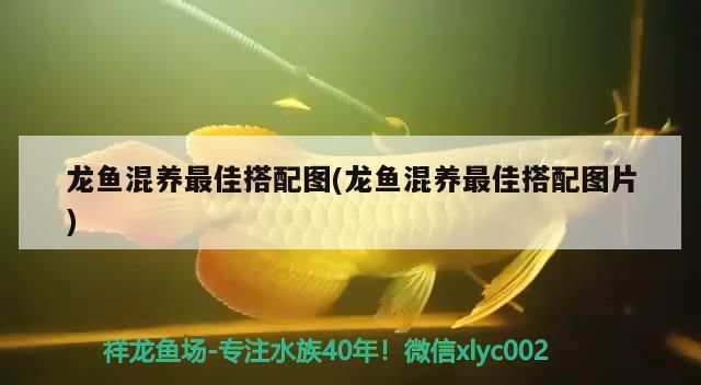 龍魚混養(yǎng)最佳搭配圖(龍魚混養(yǎng)最佳搭配圖片)