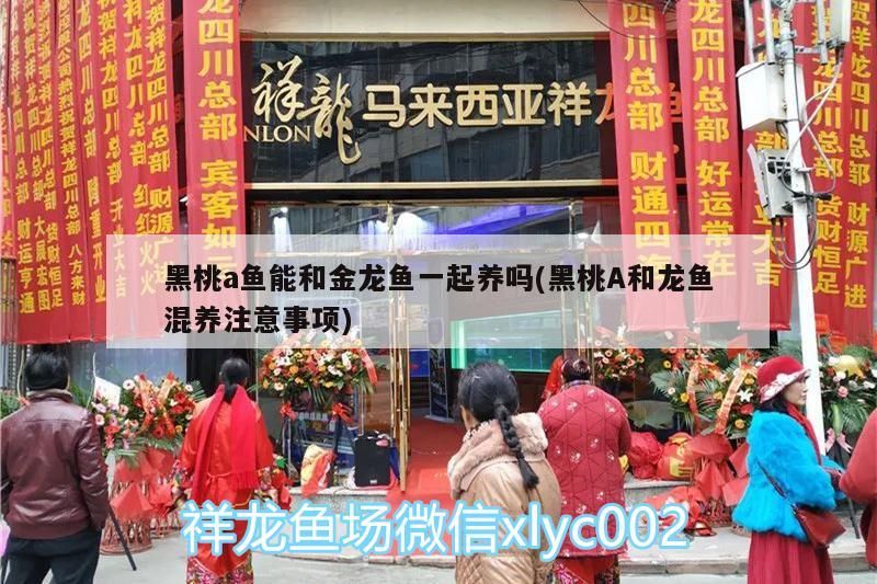 黑桃a魚能和金龍魚一起養(yǎng)嗎(黑桃A和龍魚混養(yǎng)注意事項)（黑桃a魚能和金龍魚一起養(yǎng)嗎）