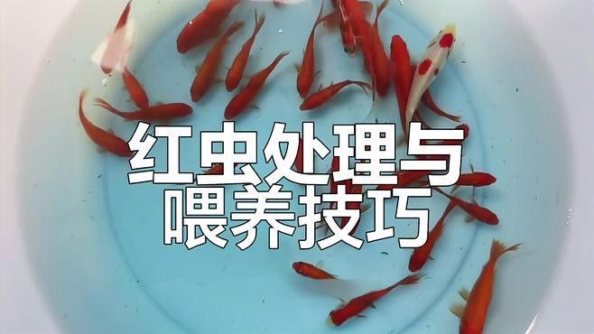 如何給六角恐龍魚消毒食物（給六角恐龍魚消毒食物的具體步驟）