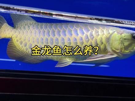 北京買金龍魚需要辦理什么手續（京購買金龍魚需要辦理以下手續）