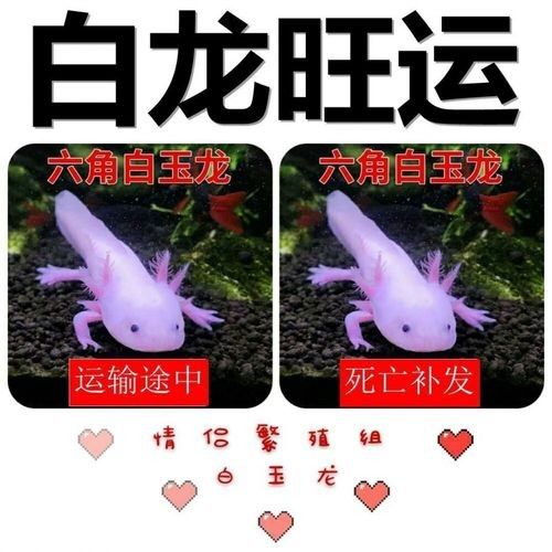白玉龍魚的價格是多少（白玉龍魚價格是多少）