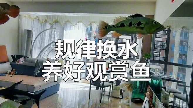 換缸后多久換一次水