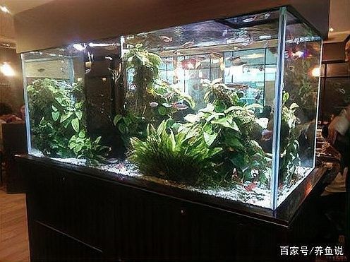 換缸后多久換一次水